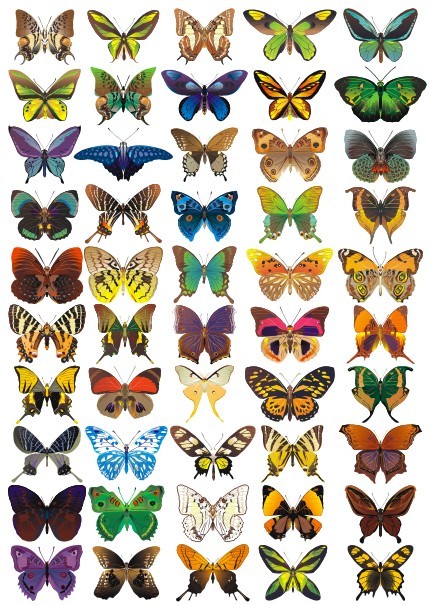 Butterfly Vector