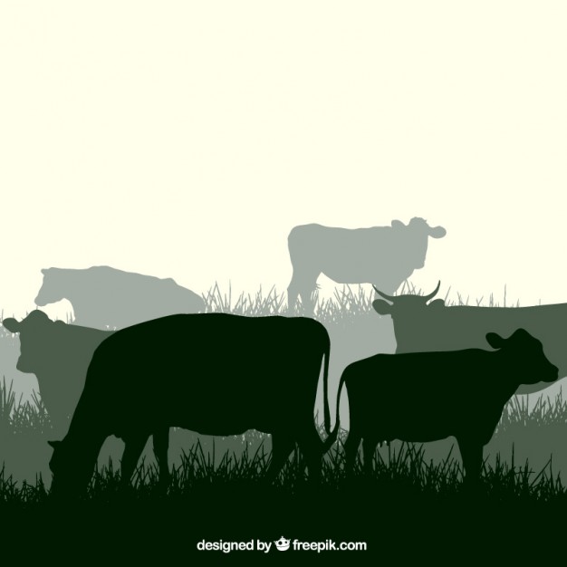 Cow silhouettes