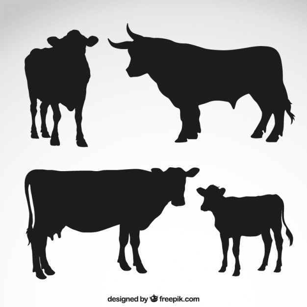 Cows and bull silhouettes
