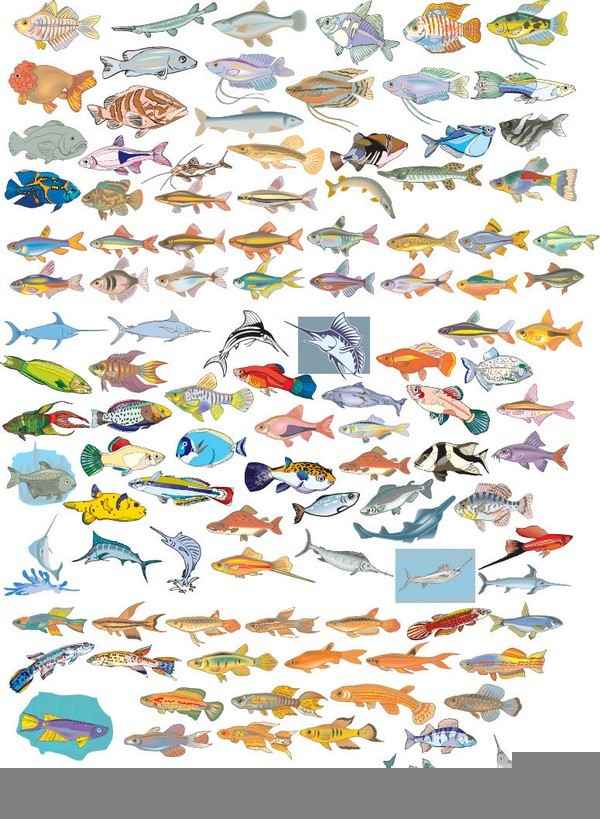 Different Fish Vector Set