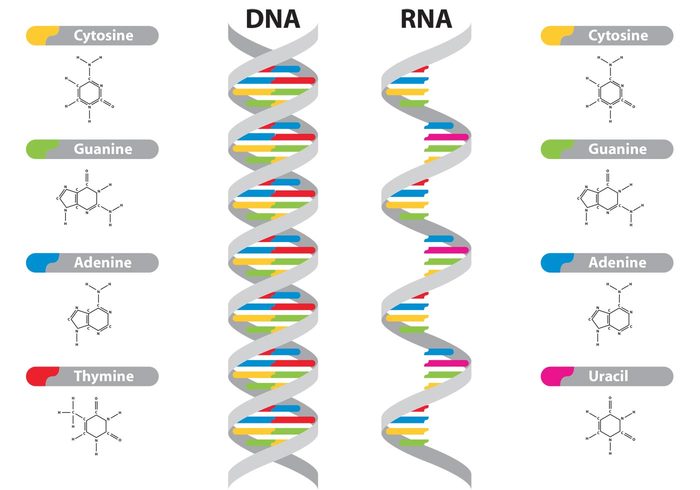 DNA & RNA Vectors