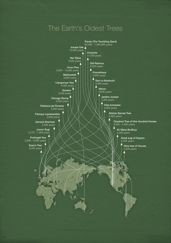 Earth’s Oldest Trees [Infographic] | Daily Infographic