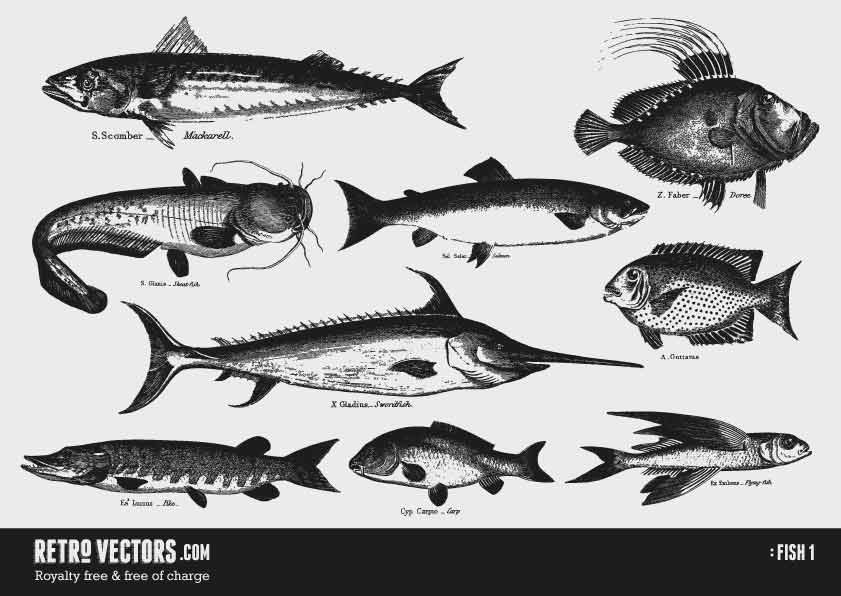 Fish 1 | Free Retro Vectors