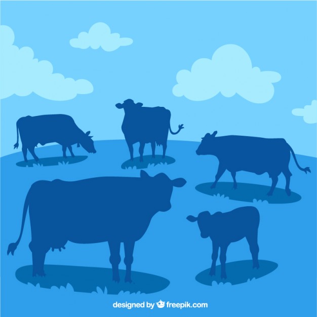 Landscape with many cow silhouettes