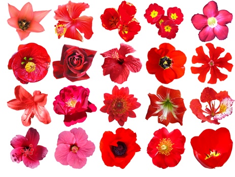 Red Flowers: Free HQ PSD and Vector Pack