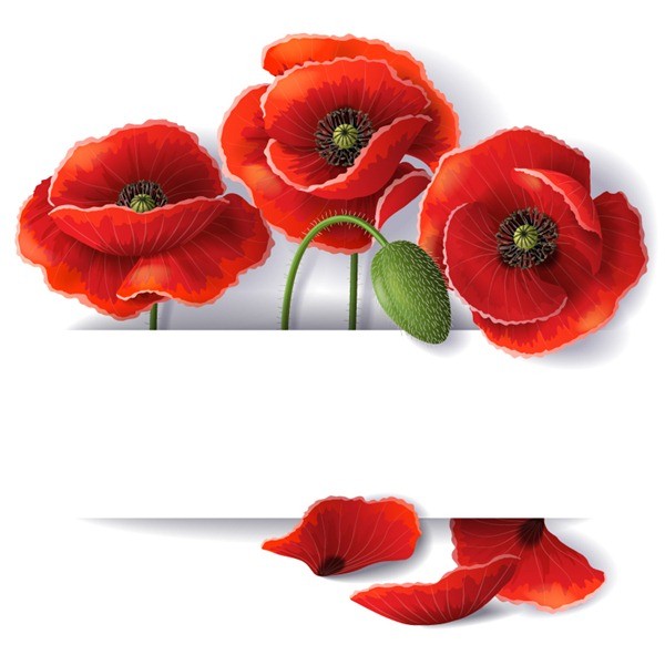 Beautiful poppy flower background vector graphics