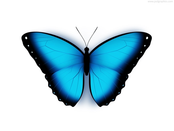 Butterfly icon (PSD)