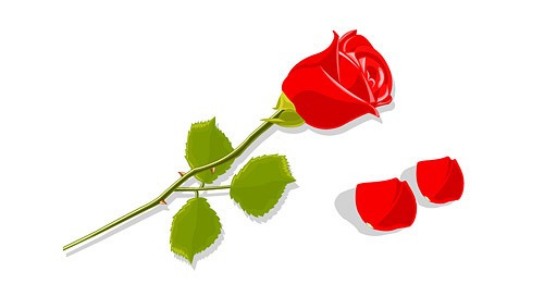 Red roses and petals vector material