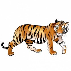 Coloured tiger design Vector | Free Download