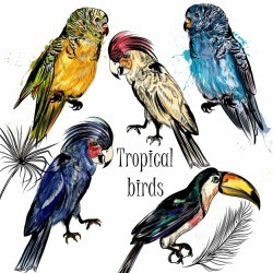 Tropical birds collection Vector | Premium Download