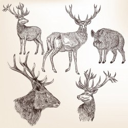 Wild animals collection Vector | Premium Download