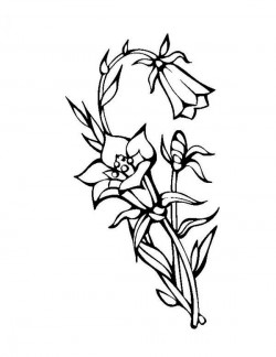 Beautiful Blooming Lily Flower Coloring Page | Kids Play Color