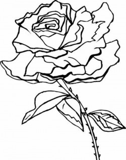 Beautiful Rose Flower Coloring Page | Kids Play Color