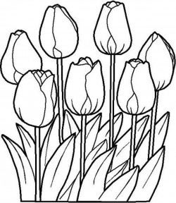 Beautiful Tulip Flower Coloring Page | Kids Play Color