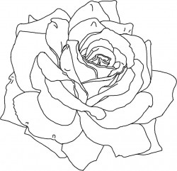 Free Coloring Pages Flowers Roses