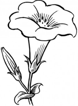 Free Printable Flower Coloring Pages For Kids – Best Coloring Pages For Kids