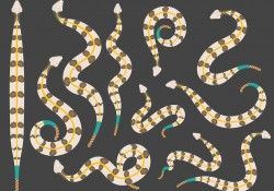 Free Rattlesnake Icons Vector