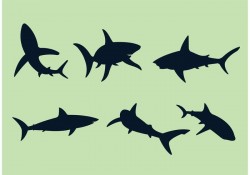 Great White Shark Vectors