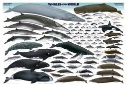 Whales of the world