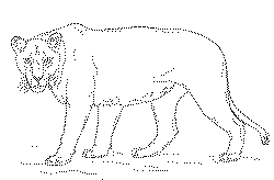 Lioness coloring page | Free Printable Coloring Pages