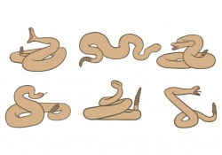 Rattlesnake Vector Free