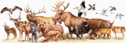 Animals size comparisons – Mary Donahue