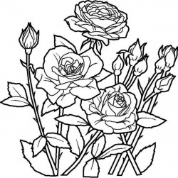 Rose Flower in the Garden Coloring Page | Kids Play Color