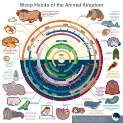 Sleeping habits of animals