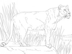 Standing Lioness coloring page | Free Printable Coloring Pages
