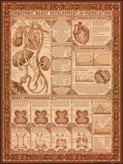 How to build a human hearth