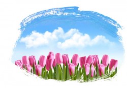 Tulip flowers vector pictures