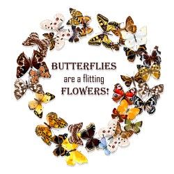 Vintage butterflies art background vector 06