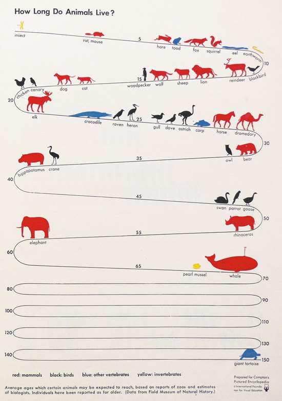 How Long Do Animals Live?