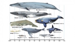 What is the Largest Whale? A Cetacea Size Comparison Chart