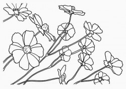 Wild Flower Coloring Page | Kids Play Color