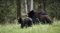 Bears, Cub, Family, Walk, Couple laptop 1366×768 HD Background