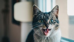 Cat, Scream, Emotion laptop 1366×768 HD Background