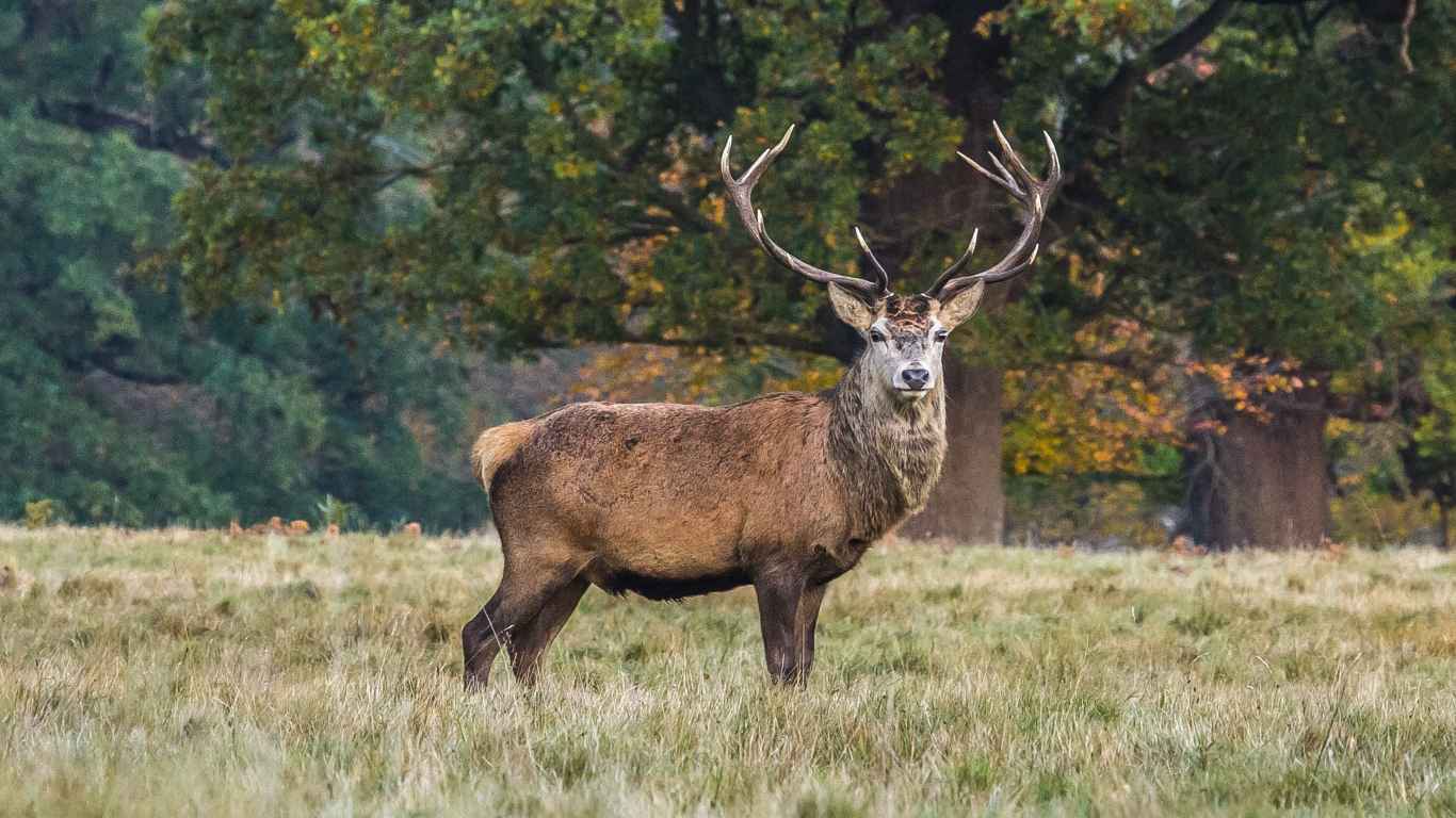 Deer, Stand, Grass laptop 1366x768 HD Background png
