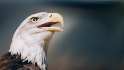 Eagle, Bald eagle, Head, Beak laptop 1366×768 HD Background