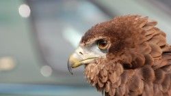 Eagle, Beak, Bird, Feathers, Predator laptop 1366×768 HD Background