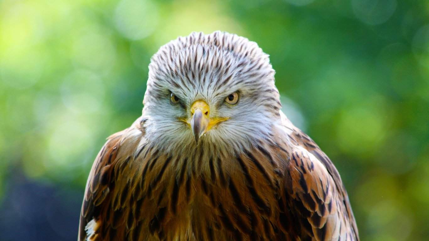 Hawk, Bird, Predator laptop 1366x768 HD Background png