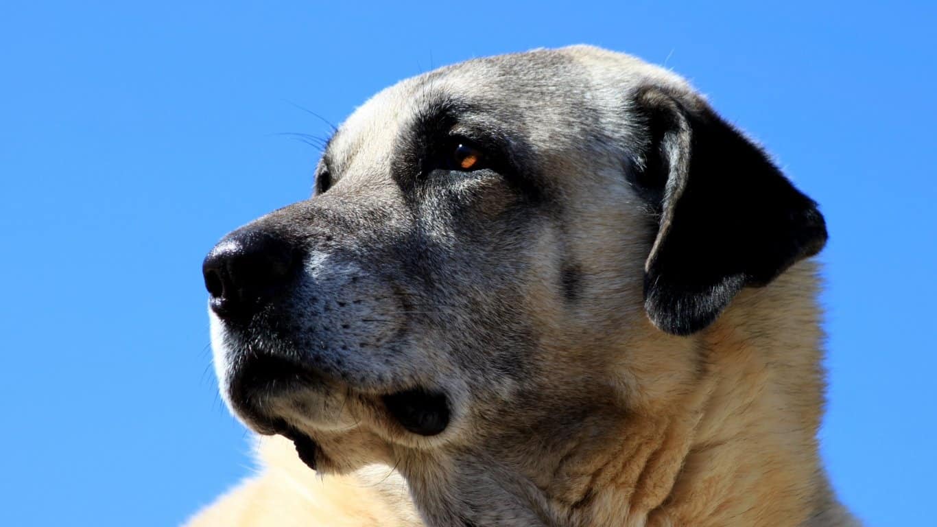 Kangal, Dog, Muzzle laptop 1366x768 HD Background png