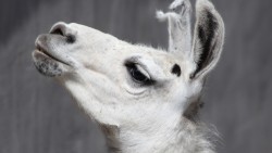 Lama, Muzzle, Ears laptop 1366×768 HD Background