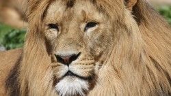 Lion, Mane, Predator, Big cat laptop 1366×768 HD Background