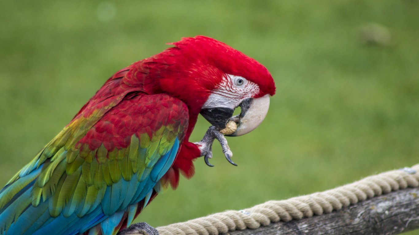 Parrot, Bird, Color, Feathers, Beak laptop 1366x768 HD Background png