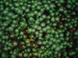 Download Wallpaper 1280×960 Plant, Leaves, Green 1280×960 HD Background