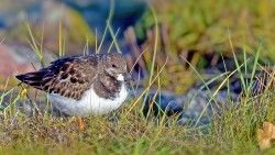 Sandpiper, Bird, Grass laptop 1366×768 HD Background