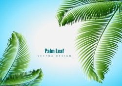Palm Leaf Vector Vector