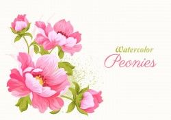 Pink Watercolor Peonies Vector