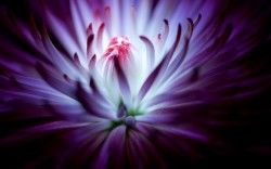 Purple flower 4K Wallpapers